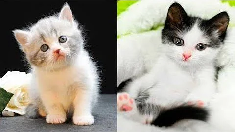 Watch the video about Funny videos - Funny Cats And Dogs 2023 - Funny Animals videos😂🐱🐶