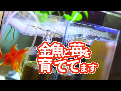 スーパーの苺から芽吹く金魚水槽の水耕栽培 【アクアリウム】【熱帯魚】