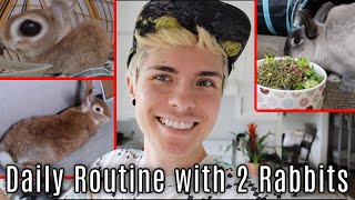 Daily Rabbit Care Routine! | Tyler Rugge