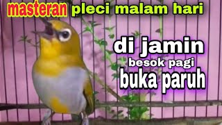 Masteran Pleci Malam Hari Agar Buka Paruh || Lihat Hasilnya Di Pagi Hari Di Jamin Bukpar