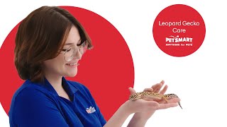 Leopard Gecko Care: Ensuring A Healthy Life For Your Gecko by PetSmart 142 views 11 days ago 2 minutes, 26 seconds