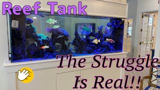 Reef aquarium problems and issues