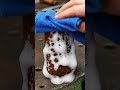 #fypシ゚viral #fypyoutube #shortsviral #satisfying #lifeisbutadream #clips #relax
