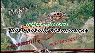 Download Lagu Terapi Air Untuk Burung Branjangan Bahan Kombinasi / Terapi Branjangan Bahan atau Macet Bunyi MP3 Download Lagu Terapi Air Untuk Burung Branjangan Bahan Kombinasi / Terapi Branjangan Bahan atau Macet Bunyi MP3