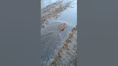 Ондатра атакует