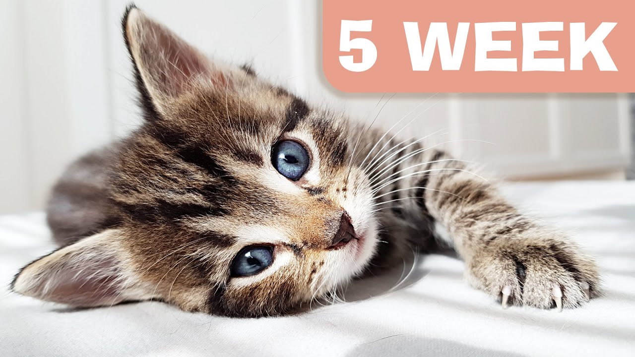 Young KITTENS - Age 5 Week - Adorable Moments - YouTube