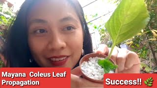 Mayana Coleus | Leaf Propagation Experiment a Success!