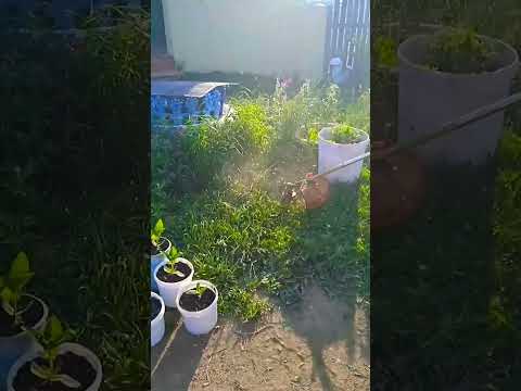 Косим траву (3).#россия,#мотокоса,#shorts,#литовка,#коса,#косилка,#brushcutter,#сенокос,#чиндалей