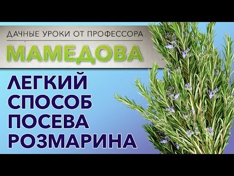 Легкий способ посева розмарина.