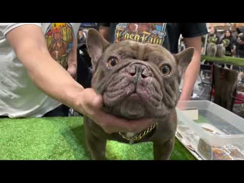 “Only FRENCHIES” Ontario,CALIFORNIA Dog show!! Grinchies!! Micros!! Fluffies & More! #frenchbulldog