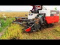 Cambodia Rice Harvest With Kubota Harvester DC70Plus By Expert Operator Harvesting Machine