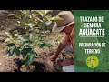 ¿Cómo TRAZAR un surco de aguacate y cómo HACER el HOYO y PREPARADO de terreno para siembra?