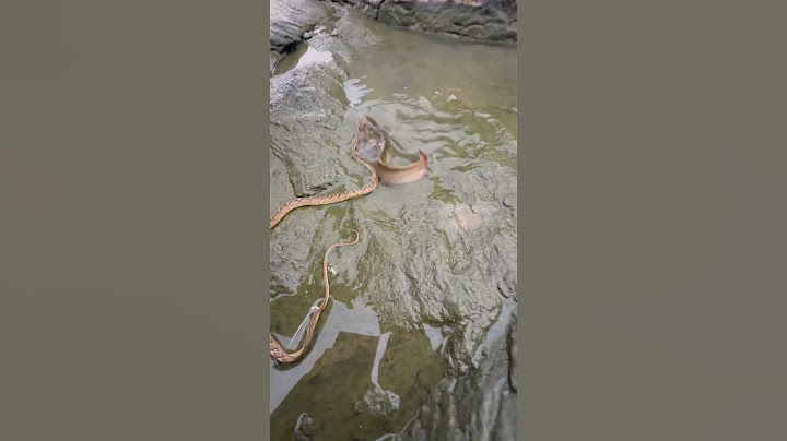 मछली ने कैसे सांप को पकड़ लिया 🐍😱 देखिए | Fish Cought the snake #snake #viralvideo #shorts