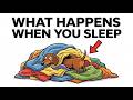 5 Things Dachshunds Do While You Sleep at 3am (Science Can Explain)