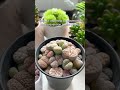 A care tip for your Lithops 🌱  #succulentsbox #cactus #succulents #lithops #shorts