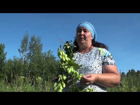 ХМЕЛЬ || Полезные свойства и применение