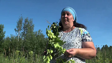 ХМЕЛЬ || Полезные свойства и применение