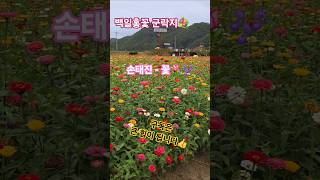 백일홍 천국 #손태진꽃 #손샤인 #shorts
