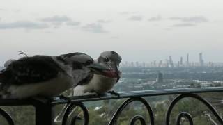 Kookaburra Meat Fight 18 minutes condensed into 1 minute