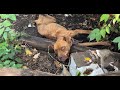 Halias story matters  stray rescue of stlouis
