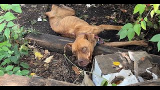 Halia's story matters - Stray Rescue of St.Louis by Stray Rescue of St.Louis Official 660,823 views 6 months ago 11 minutes, 7 seconds