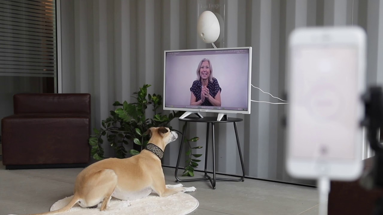 Go Dogo - Mental Workout for Dogs by Go Dogo - Hanne Jarmer