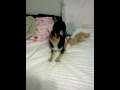 Chihuahua welcome