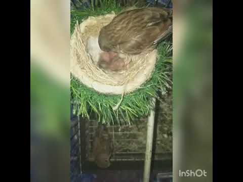 انثى نينو تطعم فراخها في القفص مشهد نادر