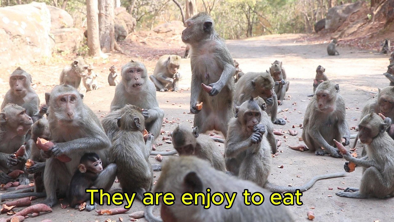 Funny Monkeys Enjoy Eating Potatoes | Cute Monkeys Eating So Deliciously 🐒🥔