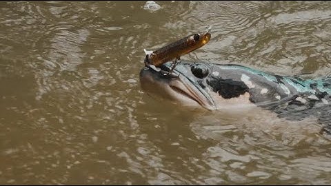 Topwater Vibrant Giant Snakehead  on BONE Hoverjet 100F & BONE Voyage Expedition Travel Rod!