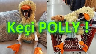 Doğuştan HASTA OLAN Sevimli KEÇİ POLLY