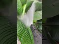 #wateringplants #plantlovers #youtubeshort #philippines