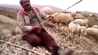 Çoban Abi̇mi̇zden Yabandan Gel Kömür Gözlü Yari̇m, Kostak Kostak Yürü Türküsü