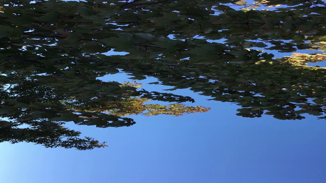 Maple - YouTube