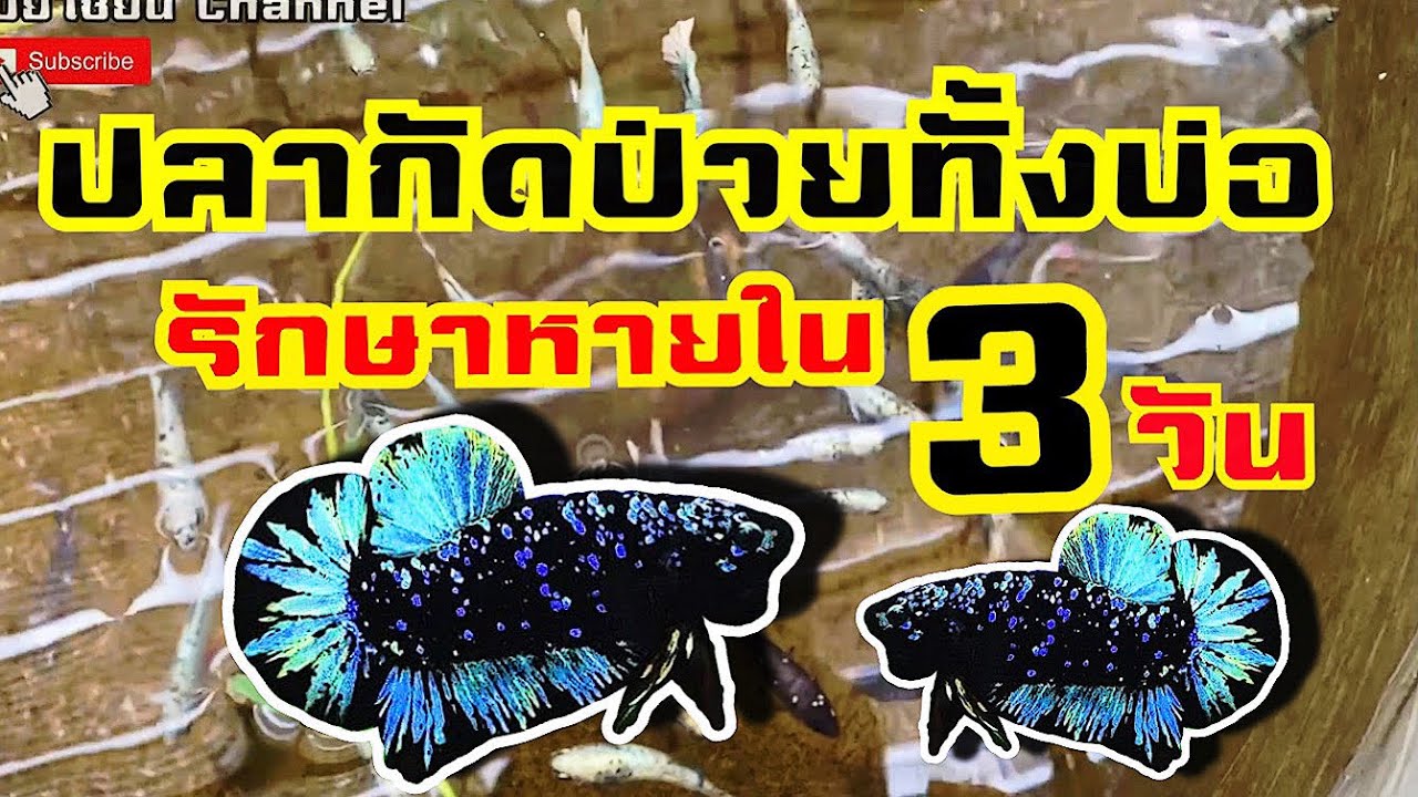 ช็อคเกลือรักษาปลากัดป่วย 100 กว่าตัว หายใน 3 วัน