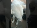 #படிக்காதவன் மாடு மேய்க்கிறான் #viral shorts