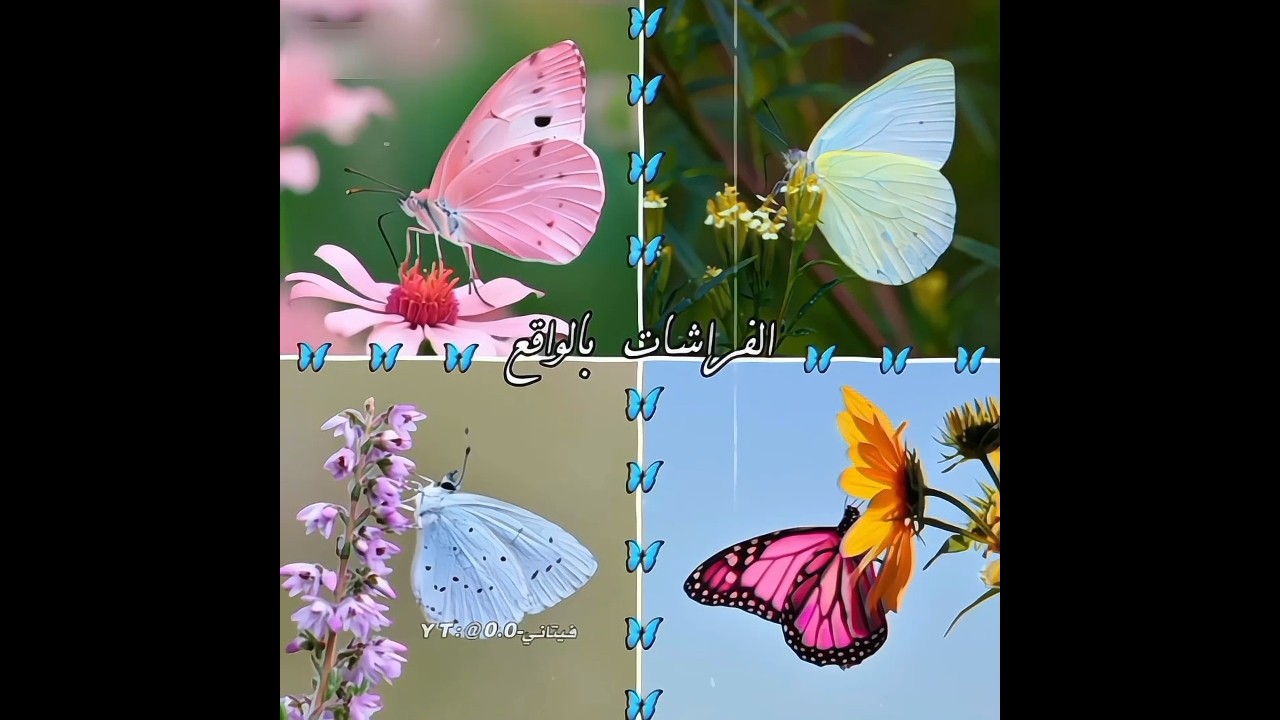 فكر@تي🩷+فتح الجروح🥰☝🏻#نطالب_بطرد_الاوتاكو_لليابان#demonslayer#تسليك#animeedit#ايديت#anime#انمي#غلاف