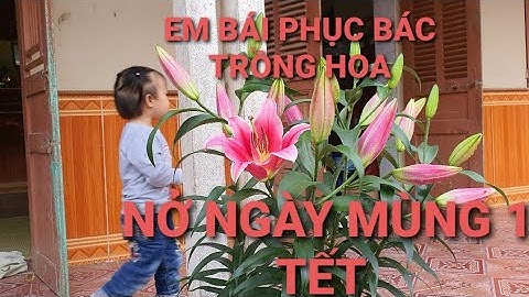 TOP 10 VƯỜN HOA LY ĐEP NHẤT VIỆT NAM 2021!