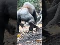 Young Gorillas running around outdoors.