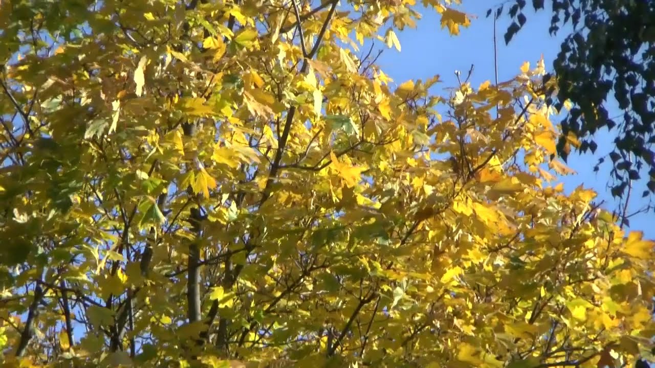 Dmitry Stepanovich performs two romances of T.Leonov (11/2022)