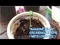 PPG-46 || Grow Ranunculus from bulbs / corms????  | How to grow Ranunculus from bulbs (with update)