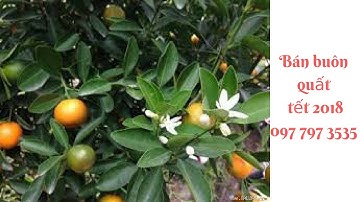 Bán quất tết 2020 - Nhà vườn Hula Trees 097 797 3535