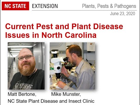 Vídeo: Treating Blueberry Septoria Leaf Spot - Com tractar la Septoria Leaf Spot de nabius