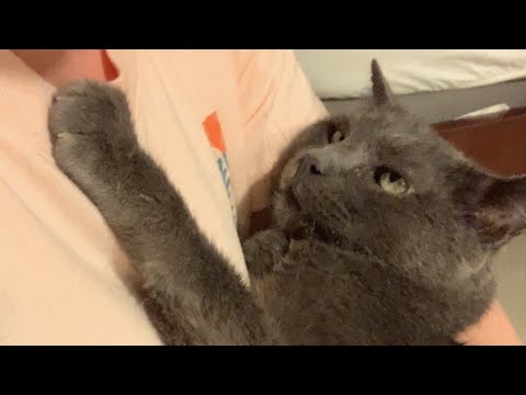 Video: Homeless FIV-Positive Cat bekommt einen Neuanfang