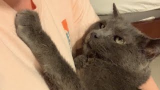 Leukemia cat was languishing in shelter. This woman took him home.
