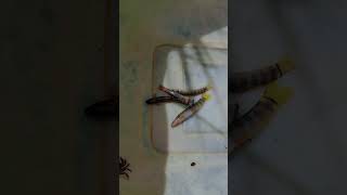 Crazy 73-Year-Old Grandpa Quits the City — Builds a Forest Home from a Ruin ( part 2)