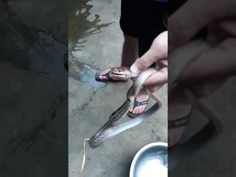 Cắt tiết rắn và làm thịt rắn hổ mang dài 2,5 mét. Bao ngon & an toàn.