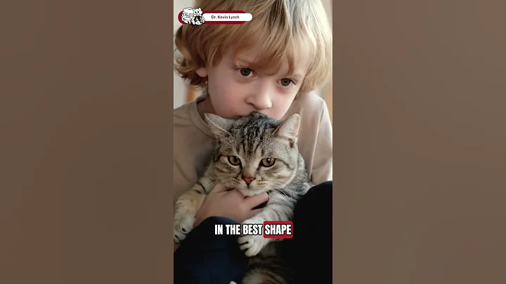 Video 11829461: beautiful sphynx cat, oriental cats, cat funny pets