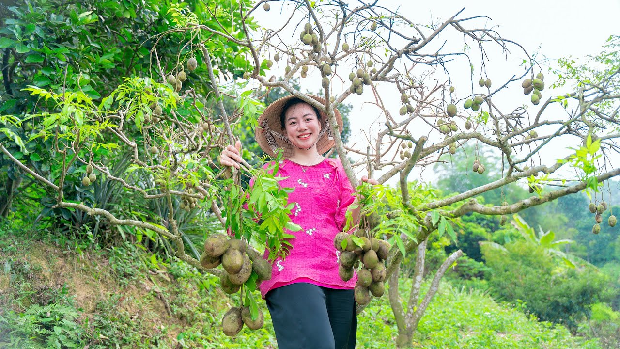 How to Harvest ambarella - Go to the market to sell | HUYEN GARDEN
