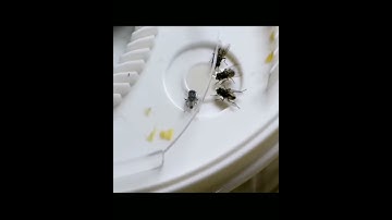USB Electric Effective Fly Trap Automatic Rotation Electric Fly Trap Device with Trapping